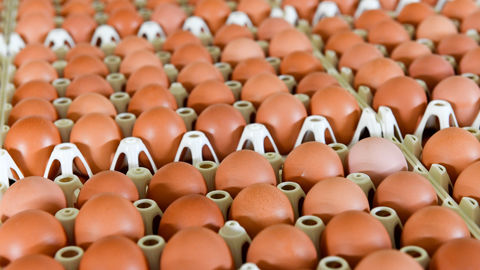 La Confédération française d'aviculture appelle Marc Fesneau à mettre un terme à l'importation d'œufs étrangers. La Confédération française d'aviculture appelle Marc Fesneau à mettre un terme à l'importation d'œufs étrangers.